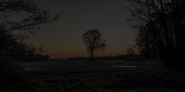 A frosted field at first light, a bare lone tree standing on a low horizon with hedgerow silhouettes behind it.