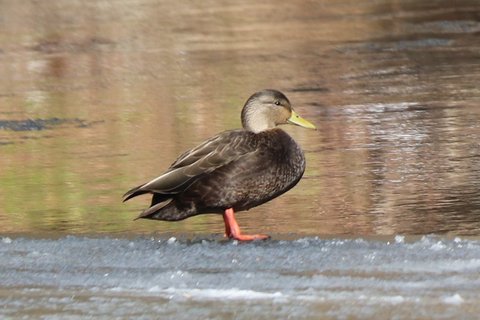 An American Black Duck standing at the edge of ice, sooty dark brown throughout with a paler grey-brown head, a plain yellow bill and orange legs.