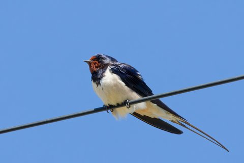 A Barn Swallow perched on a wire against a clear blue sky, dark glossy blue above, with a red throat and long outer tail streamers.