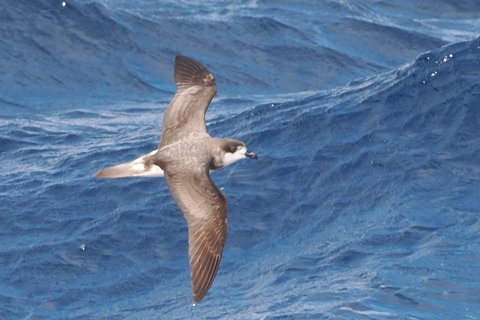 A Bermuda Petrel in flight low over deep blue open ocean, seen from the side with wings held stiff and slightly bowed.