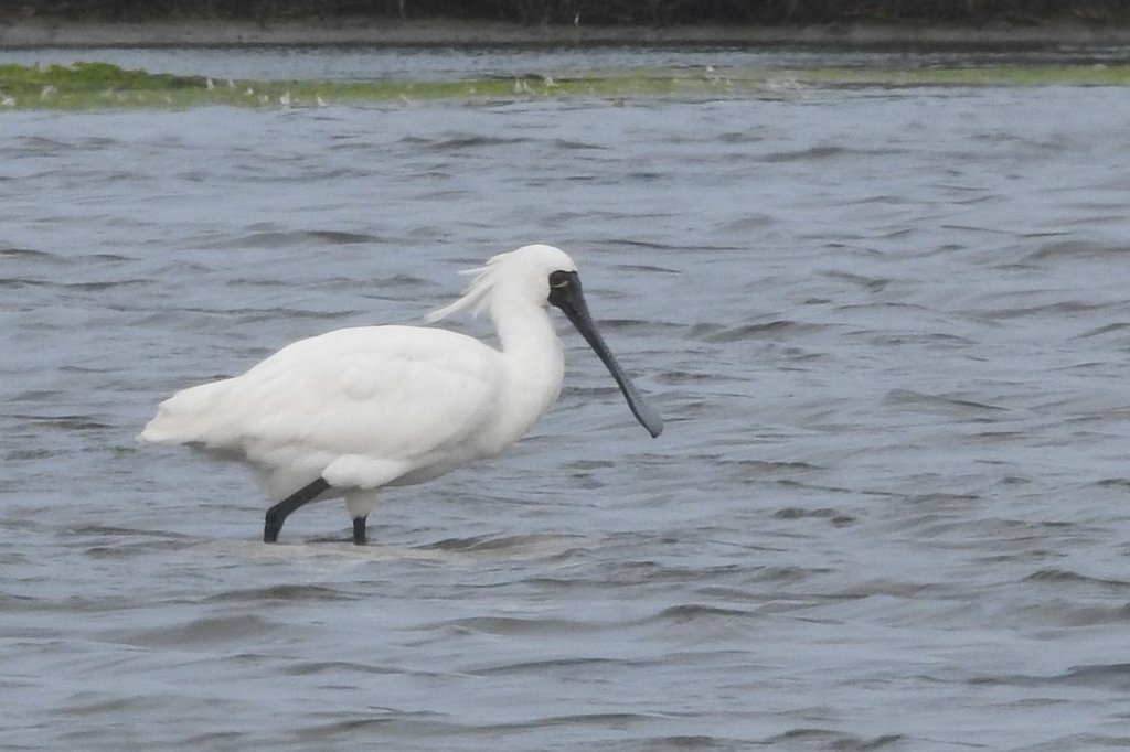 A Black-faced Spoonbill wading in shallow water beside a grassy margin, sweeping its broad flattened bill through the water.