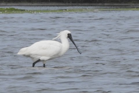 A Black-faced Spoonbill wading in shallow water beside a grassy margin, sweeping its broad flattened bill through the water.