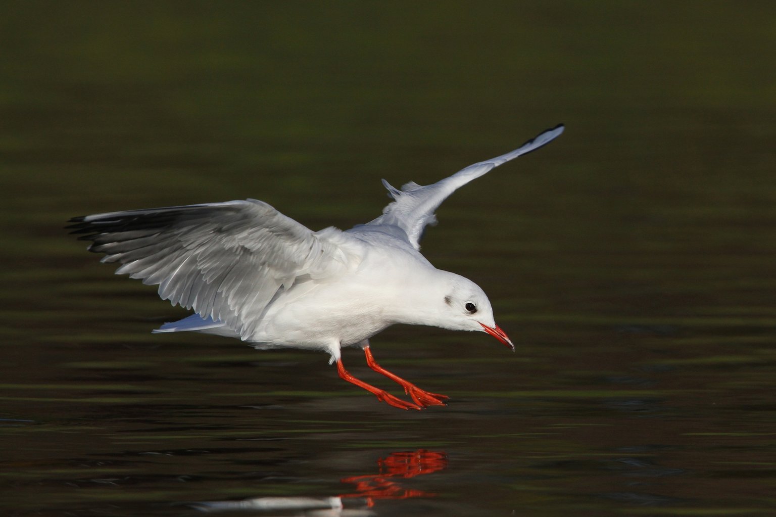 A Black-headed Gull dropping to land on dark water, wings spread, showing a white leading edge to the outer wing and black tips to the primaries.