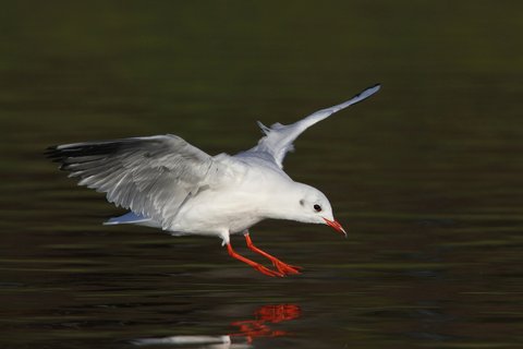A Black-headed Gull dropping to land on dark water, wings spread, showing a white leading edge to the outer wing and black tips to the primaries.