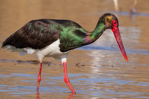 A Black Stork wading in shallow water, its plumage glossed green and purple, with a long red bill and red legs.