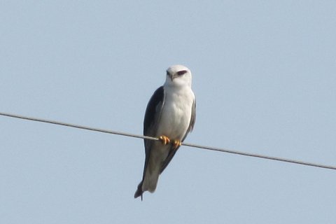 A Black-winged Kite perched on a wire against a pale sky, pale grey and white with black shoulder patches and red eyes.