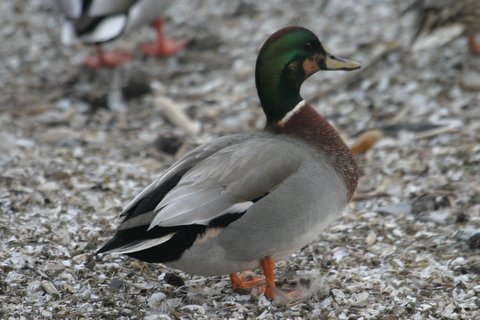 A drake duck standing on shingle: a green and brown head with a thin white neck ring, a chestnut breast, and a plain grey body with black and white markings towards the rear. Two Mallards stand out of focus behind it.