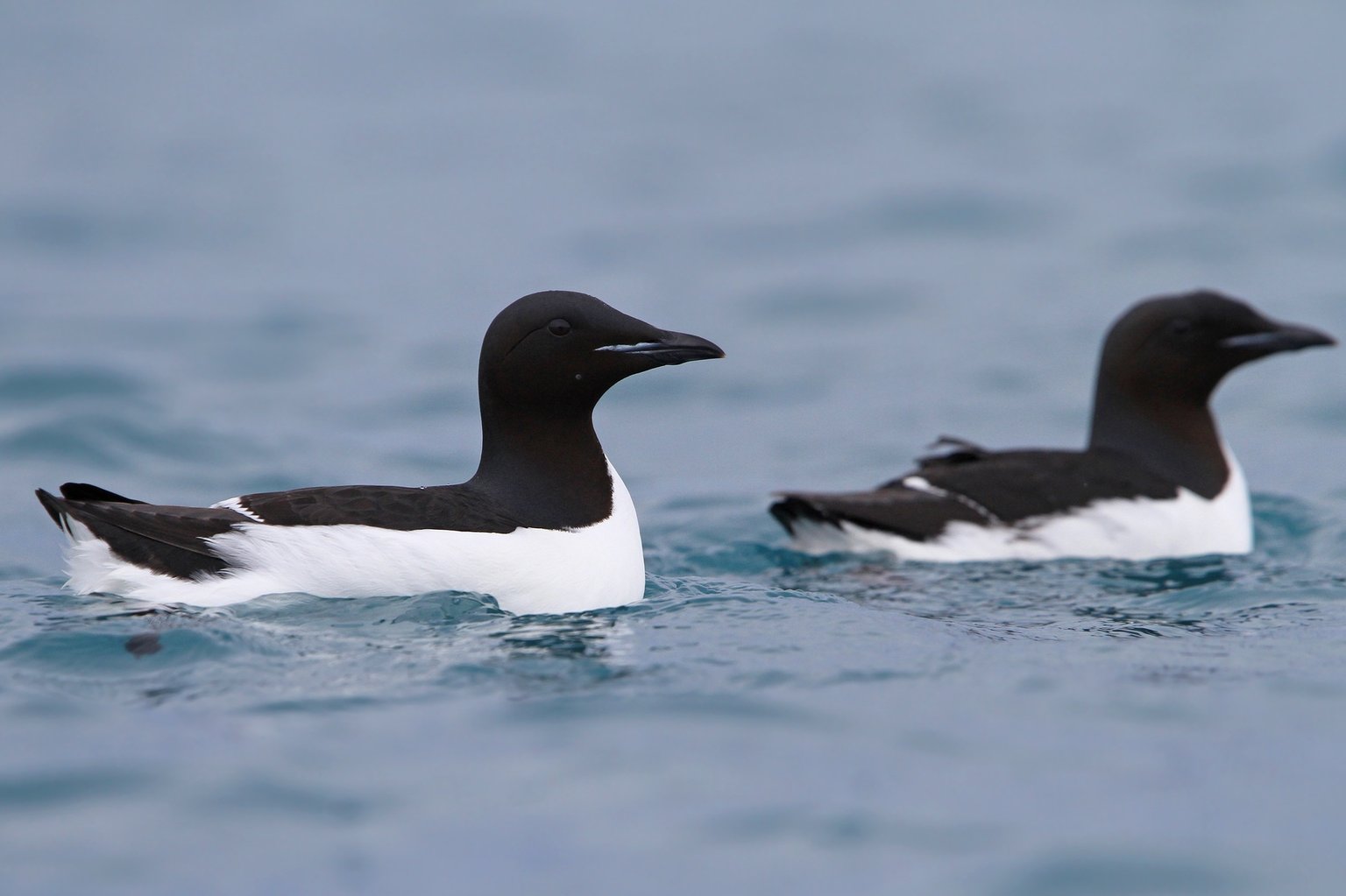 Two Brünnich's Guillemots swimming on cold blue water, black above and white below, with a thick dark bill.