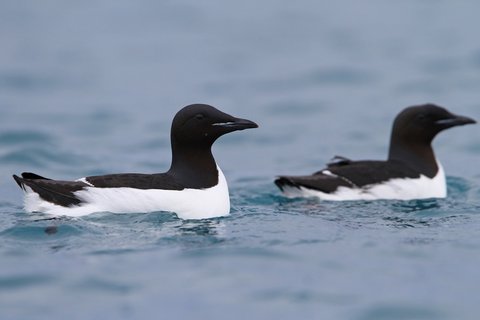 Two Brünnich's Guillemots swimming on cold blue water, black above and white below, with a thick dark bill.