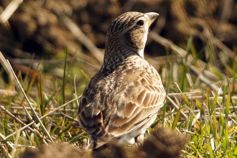 A Calandra Lark standing among short grass, heavily streaked buff and brown with a stout pale bill.