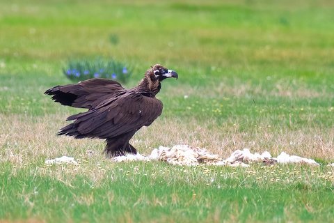 A Cinereous Vulture on open grassland beside scattered pale remains, very dark brown and bulky, with a pale bare head and heavy bill.