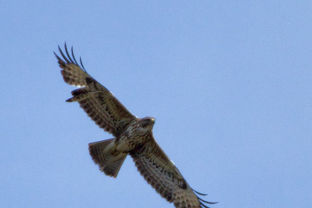 A Common Buzzard seen from below in flight against a clear blue sky, wings spread, showing the pale panel and dark carpal patches on the underwing.