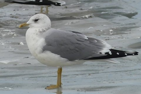 An adult Common Gull standing in shallow water in profile, grey above with black wingtips marked with white, and a plain yellow-green bill.