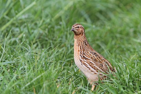 A Common Quail standing upright in short green grass, small and rounded, streaked buff and brown with a pale stripe over the eye.