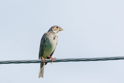 A Corn Bunting perched on a wire against a pale sky, streaked buff-brown throughout with a heavy pale bill.
