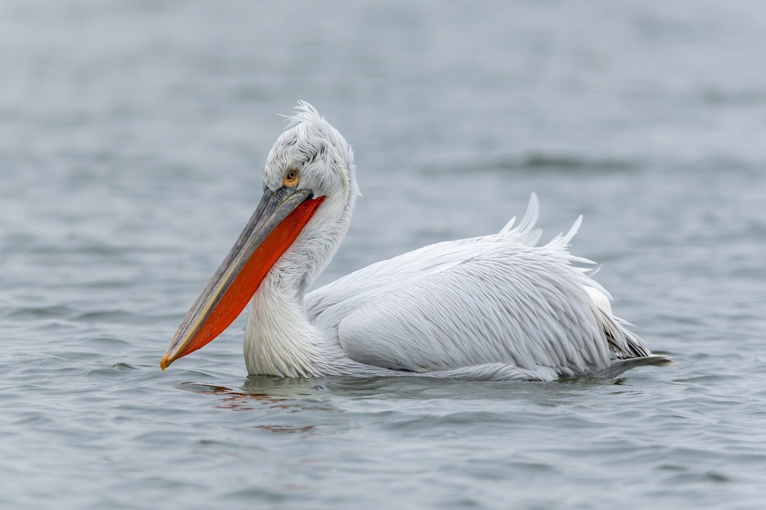 A Dalmatian Pelican swimming on open grey water, silvery white with shaggy curled feathers on the nape and a deep orange pouch.