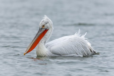 A Dalmatian Pelican swimming on open grey water, silvery white with shaggy curled feathers on the nape and a deep orange pouch.