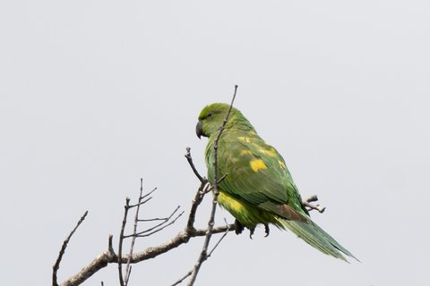 An Echo Parakeet perched on a thin bare branch against a plain pale sky, bright green with a heavy bill and a long tail.