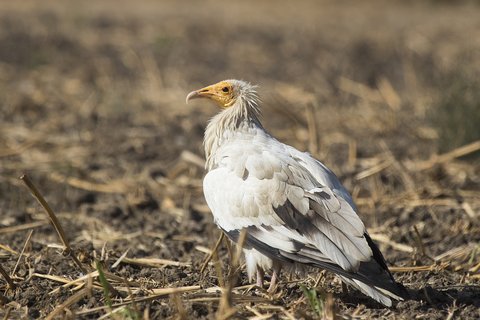 An adult Egyptian Vulture standing on bare stubble, dirty white with black flight feathers, a shaggy nape and a bare yellow face.