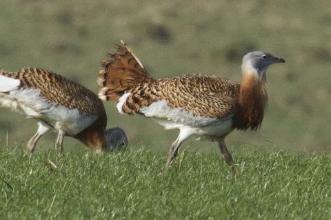 Two Great Bustards on close-grazed grassland, heavy bodied and long necked, one with its brown and white wing feathers lifted.