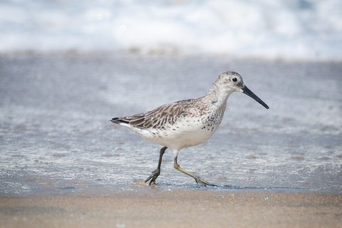 A Great Knot walking at the water's edge on wet sand, its long bill angled down.