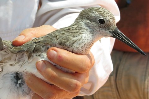 A Great Knot held in a ringer's hand, the head and bill clear of the fingers and the body supported.