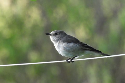 An African Grey Flycatcher perched on a wire, plain grey above and whitish below, upright with a short dark bill.