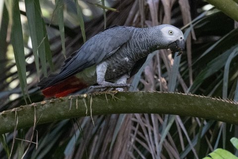 A Grey Parrot perched among palm fronds in profile, pale grey with a scalloped pattern to the feathers and a bright red tail.