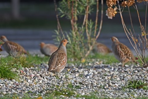 A covey of Grey Partridges on gravel beside rough grass, rounded and short-tailed, finely barred grey and brown.