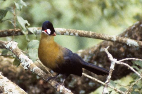 A Hartlaub's Turaco perched along a mossy branch in green canopy, deep blue-green with a white patch in front of the eye.