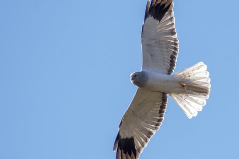 A male Hen Harrier seen from below in flight against a clear blue sky, pale grey with black wingtips and a white rump.
