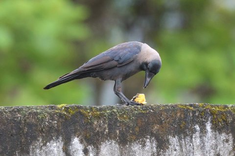 A House Crow standing on a concrete wall in profile, black with a distinctly paler grey collar across the nape and breast.