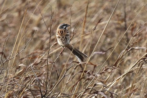A Jankowski's Bunting perched low among dry grass stems, streaked brown above with a boldly marked face.