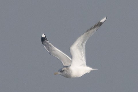 A gull in flight against plain grey sky, seen from below and behind: white head and body, grey upperwing, and black wingtips marked with white.