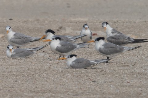 A group of Lesser Crested Terns resting on sand, pale grey and white with shaggy black caps and orange bills.