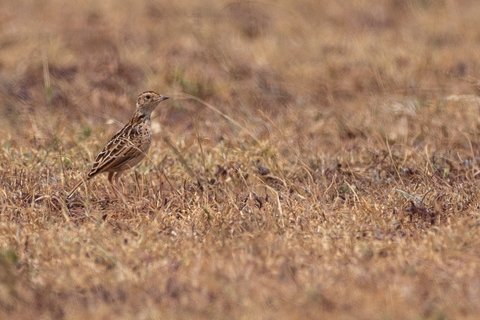 A Liben Lark standing on short dry grassland, streaked brown and buff, low and long-legged.