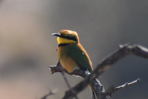 A Little Bee-eater perched on a bare twig, bright green above with a yellow throat, a black gorget and a rufous belly.