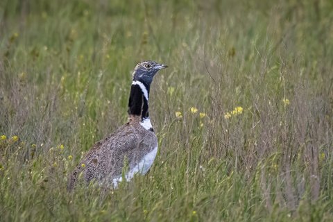 A male Little Bustard standing in tall grass, sandy brown with a black neck crossed by two white bands.
