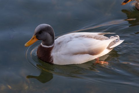 A Mallard of domestic ancestry swimming, with a plain dark brown head instead of green, a chestnut breast, a white neck ring and a pale cream body.