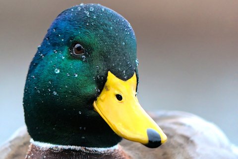 Close view of the head of a drake Mallard in breeding plumage, the head glossy dark green and the bill plain bright yellow with a black nail.
