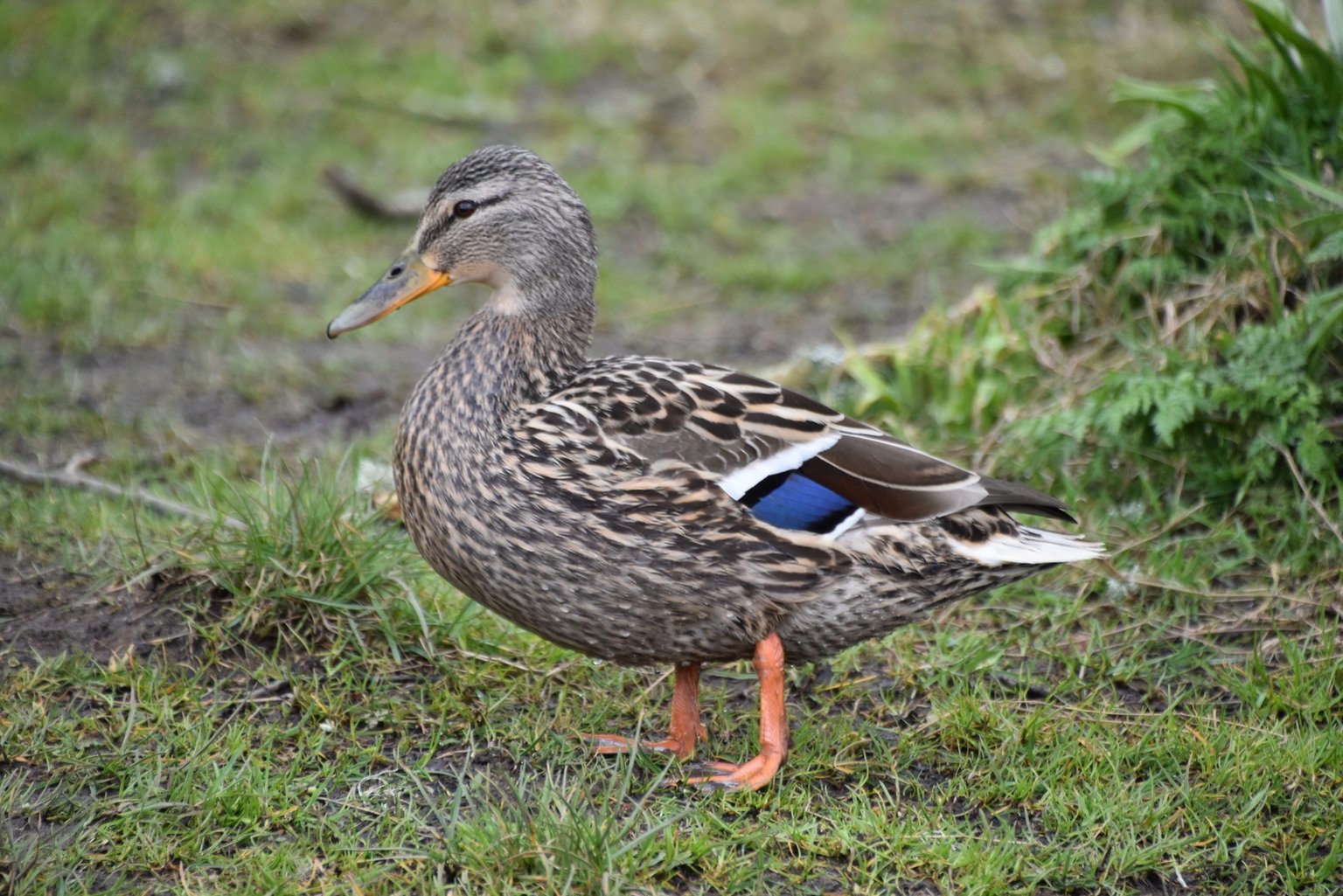 A female Mallard standing on short grass in profile, mottled brown throughout, with a blue speculum edged white on the folded wing and a dark bill marked with orange.