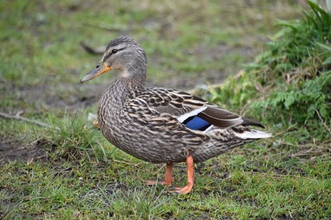 A female Mallard standing on short grass in profile, mottled brown throughout, with a blue speculum edged white on the folded wing and a dark bill marked with orange.