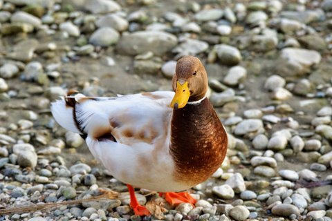 A domestic-type Mallard standing on a shingle bank, pied white and chestnut with a buff head and an orange bill, heavier and more upright than a wild bird.