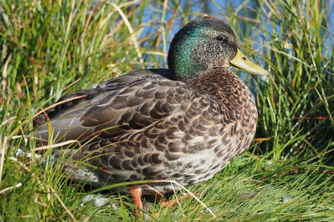 A Mallard in moult at the edge of a reedbed, the body mottled brown like a female's but the head still showing green gloss and the bill plain olive-yellow.