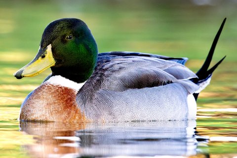 A drake duck swimming: a Mallard's glossy green head and yellow bill, a white wedge running up the side of the neck, a chestnut breast, finely vermiculated grey flanks and two long pointed black central tail feathers held up behind.