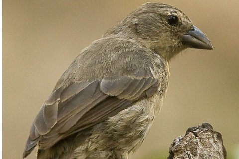 A small drab finch perched on a broken stump, plain grey-brown above and paler below, with a straight pointed grey bill.