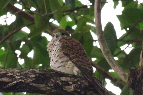 A Mauritius Kestrel perched on a branch in dappled forest shade, rufous above and boldly spotted below.