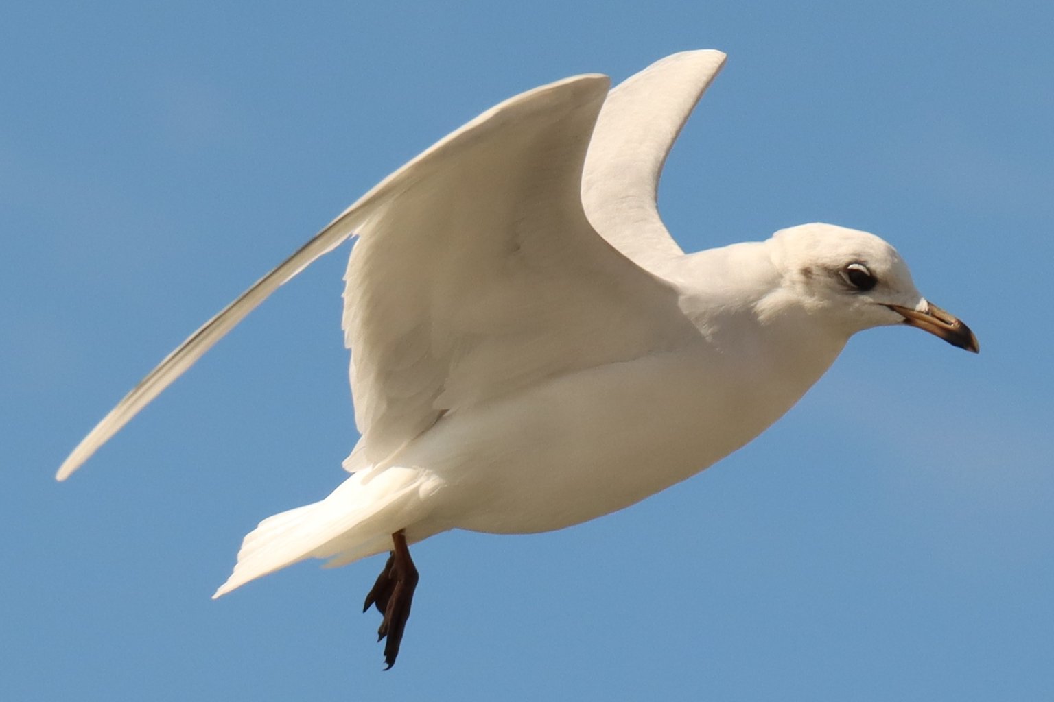 An adult Mediterranean Gull in flight against a blue sky, its outer wing entirely white with no black in the wingtip.