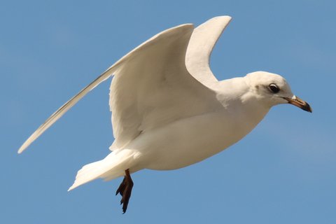 An adult Mediterranean Gull in flight against a blue sky, its outer wing entirely white with no black in the wingtip.