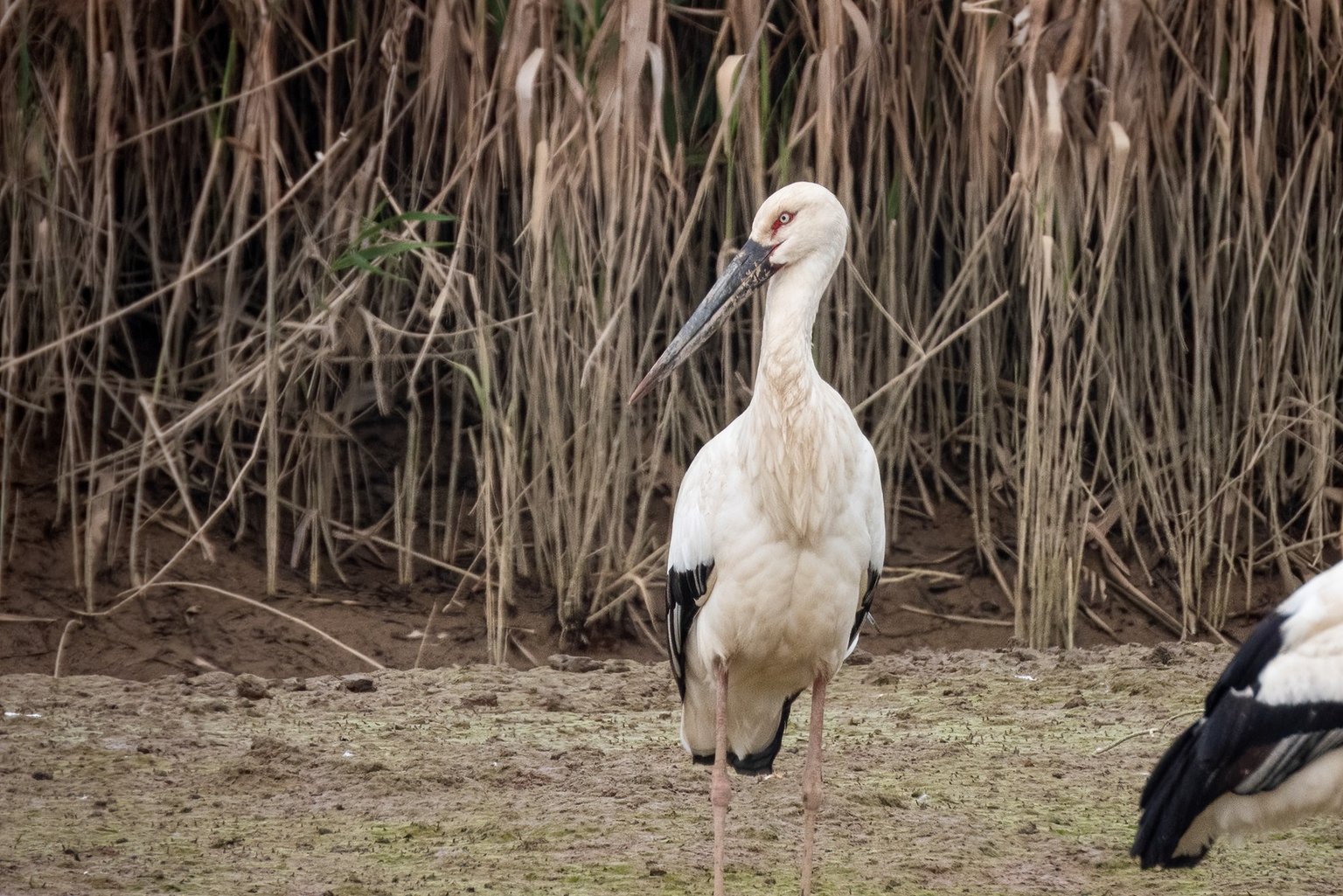 An Oriental Stork standing on wet bare ground in front of tall dry reeds, white with black flight feathers, a long black bill and pink legs, with a second bird at the edge of the frame.